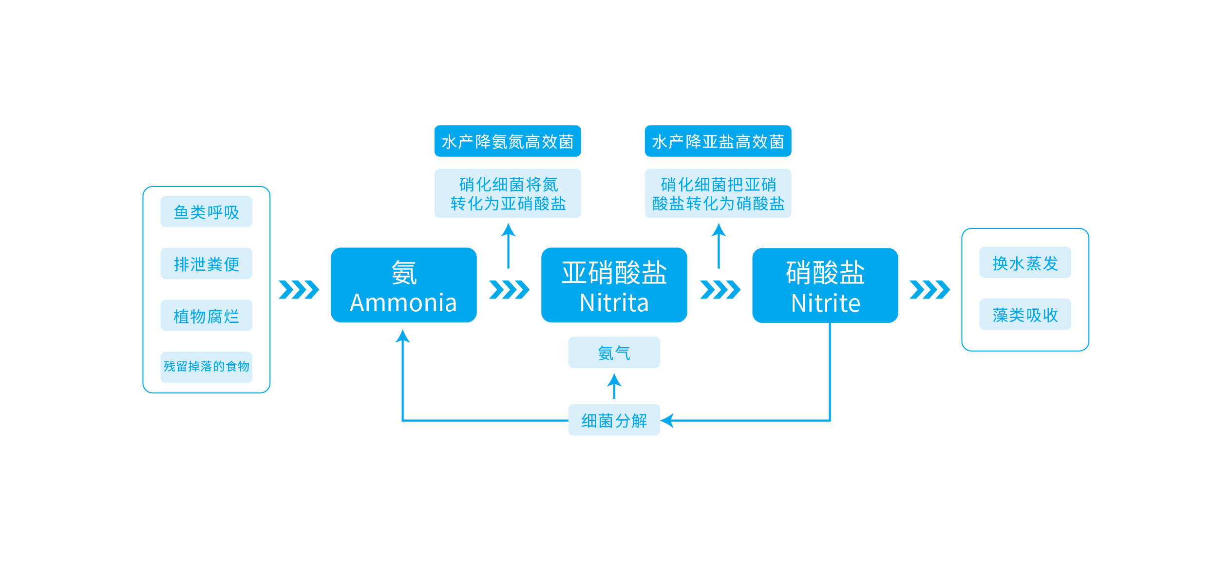 水產養殖生態脫氮原理